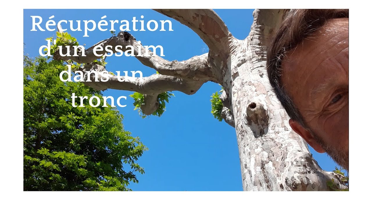 Saison 1 Ep 25 2022. Comment récupérer un essaim dans un tronc d'arbre. Les Ruchers de Domi.