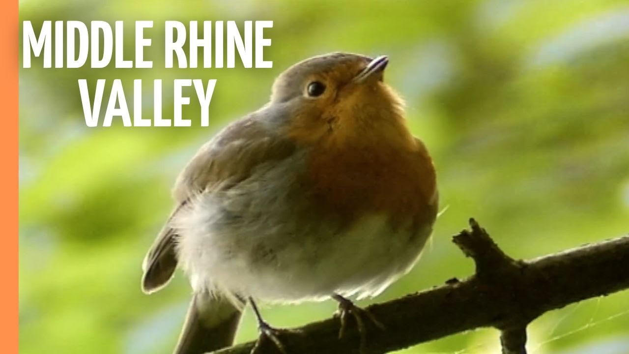 Lorelei - The fascinating biodiversity of the Upper Middle Rhine Valley | Full Documentary