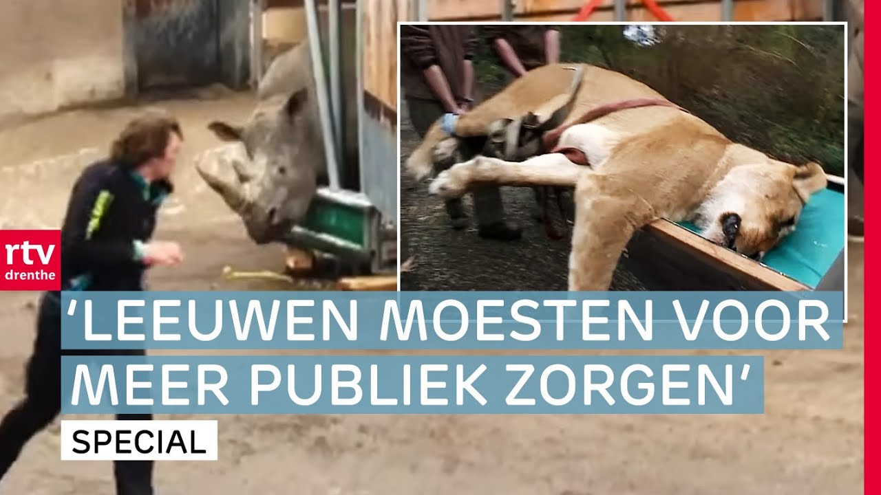 Gigantische operatie: Verhuizen van dieren naar Wildlands | 90 jaar Zoo Emmen
