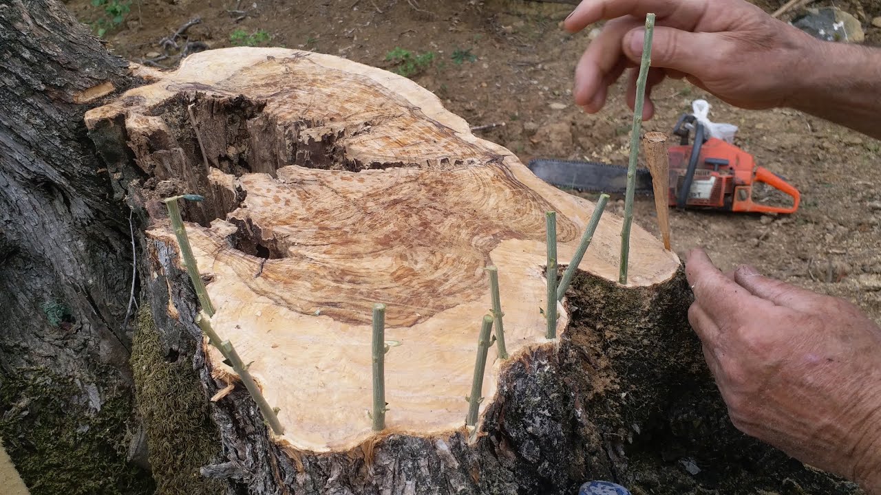 Zeytin ağacına kalem aşı uygulaması, grafting