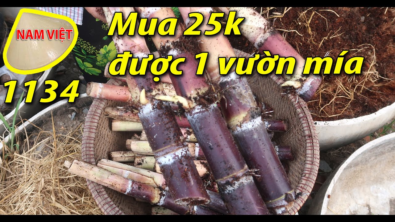 Ăn mía mấy chục năm giờ mới biết cách trồng mía  😄  Nam Việt 1134