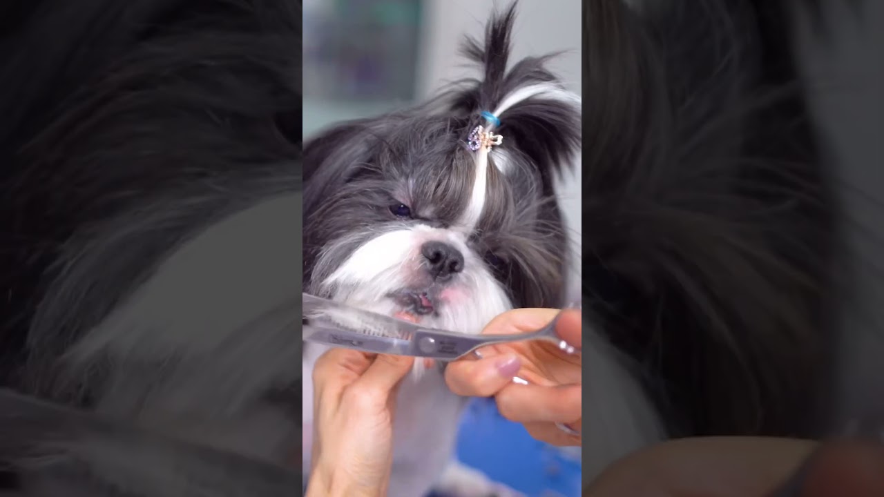 Черно-белая милая прическа ши-тцу ✂️❤️🐶