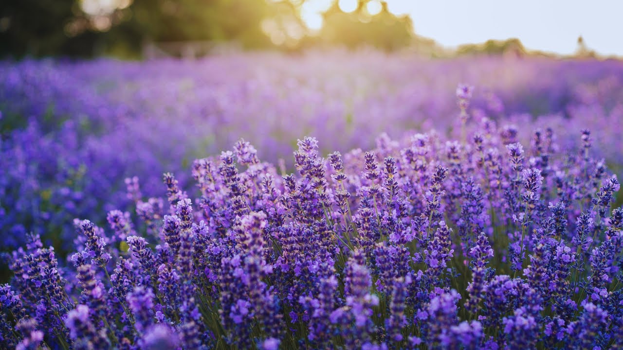 Mindfulness Music | One with Nature | Dr Tan Seng Beng
