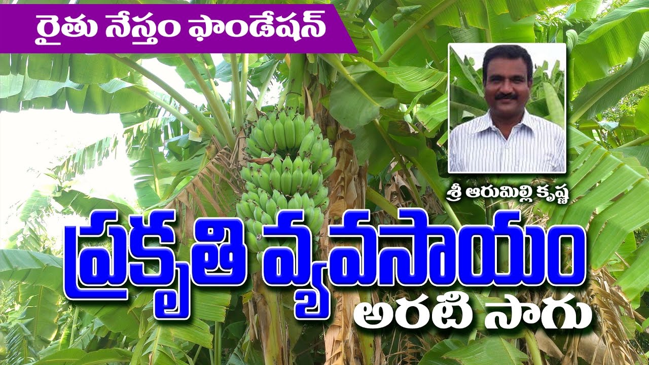 Success story of Banana Farmer krishna (Natural farming)
