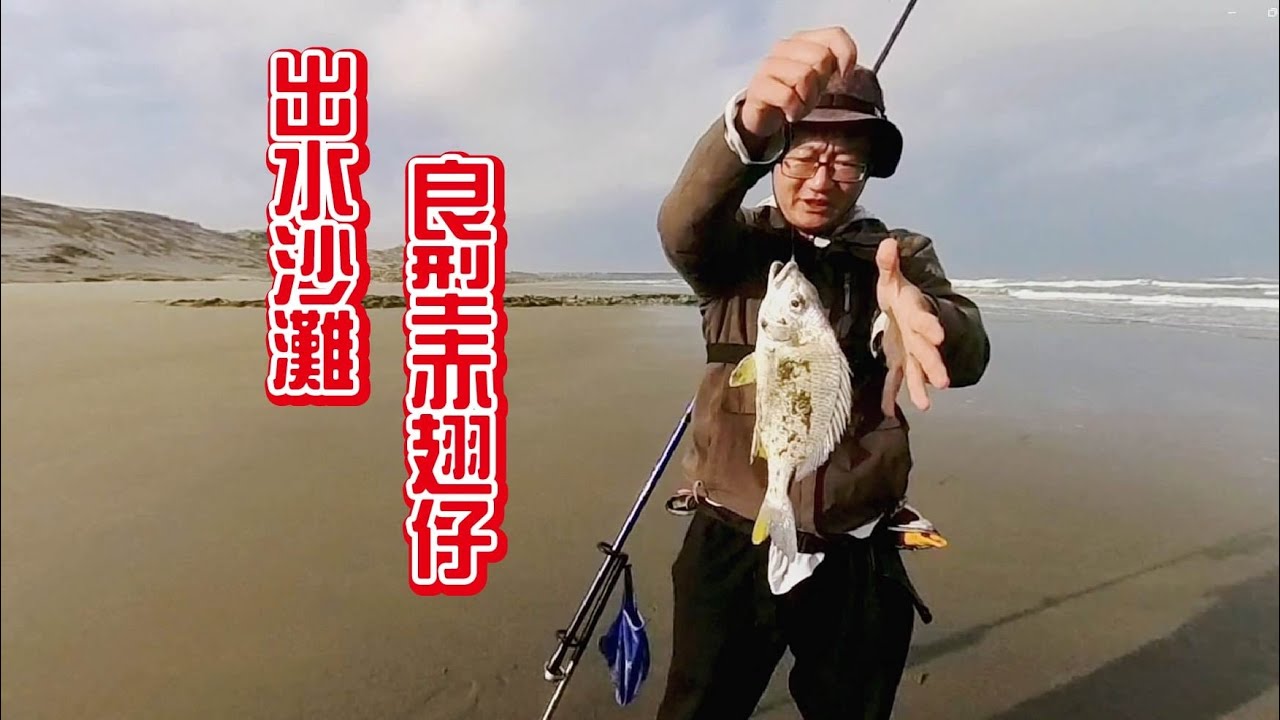 20241230出水沙灘 2024年用這隻赤翅做結尾 封竿到明年 #fishing #釣魚 #苗栗釣魚 #出水沙灘 #遠投 #沉底 #灘釣 #沙梭  #YDC中通竿