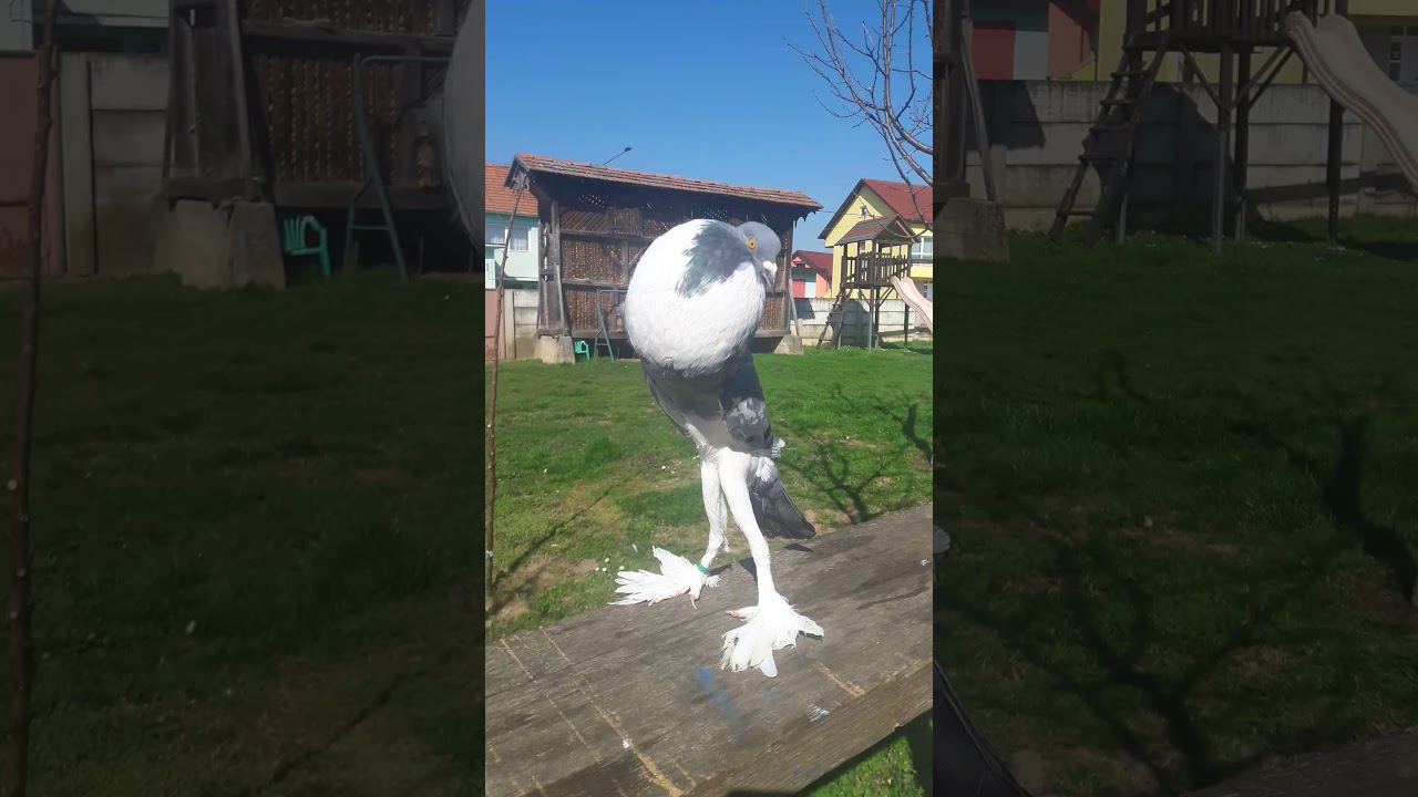 English Pouter  Englische Kropfer