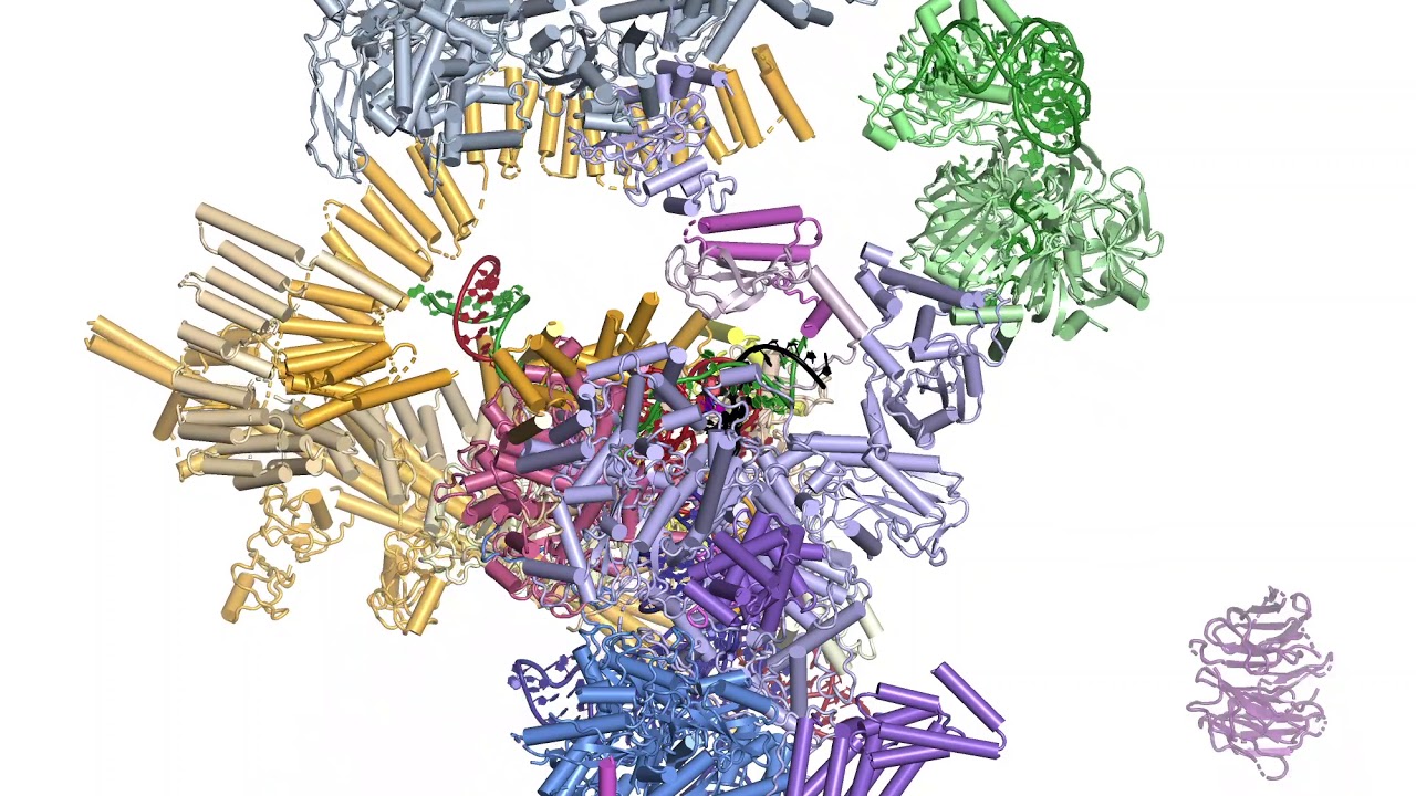 RNA Splicing by the Spliceosome: Supplemental Video 5 - The branching reaction