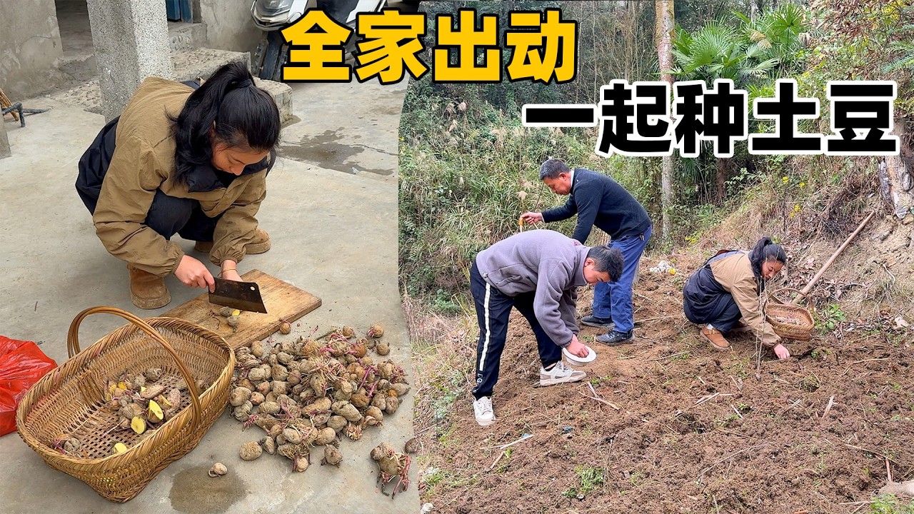 整天都醉醺醺的老爸今天终于清醒了，还主动帮忙干农活，还说要把剩下的地里全部种满玉米