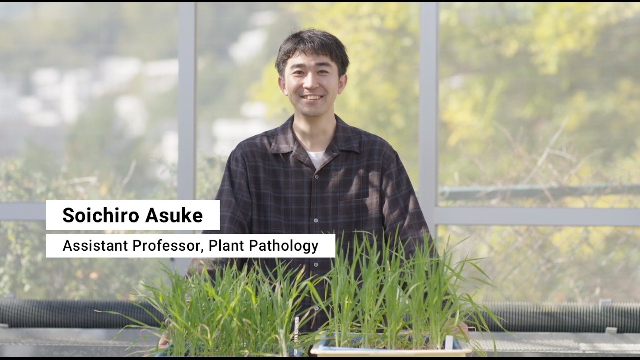 ASUKE Soichiro: The hunt for a cure to wheat blast