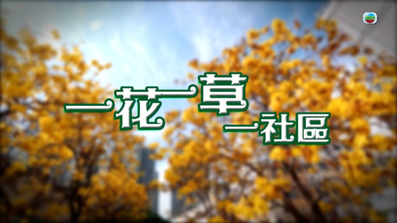 TVB 星期日檔案｜一花一草一社區 ｜無綫新聞 TVB News
