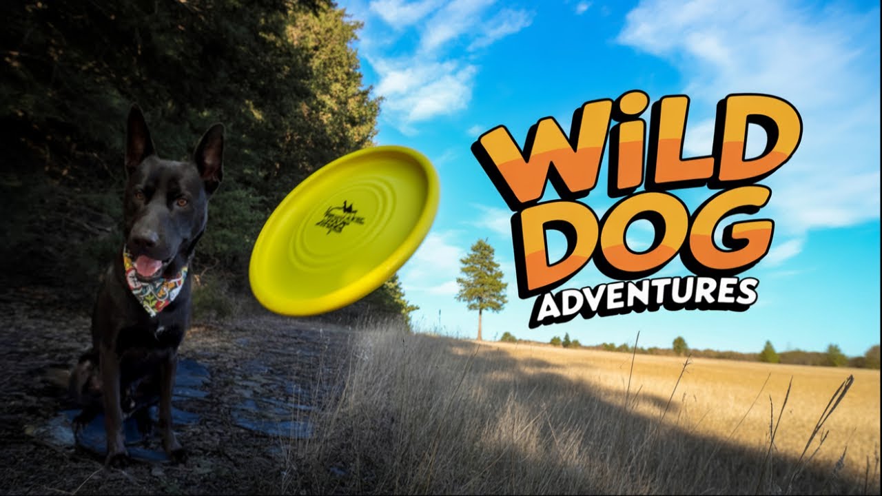 Field Adventures: Me and My Dog Going Wild!