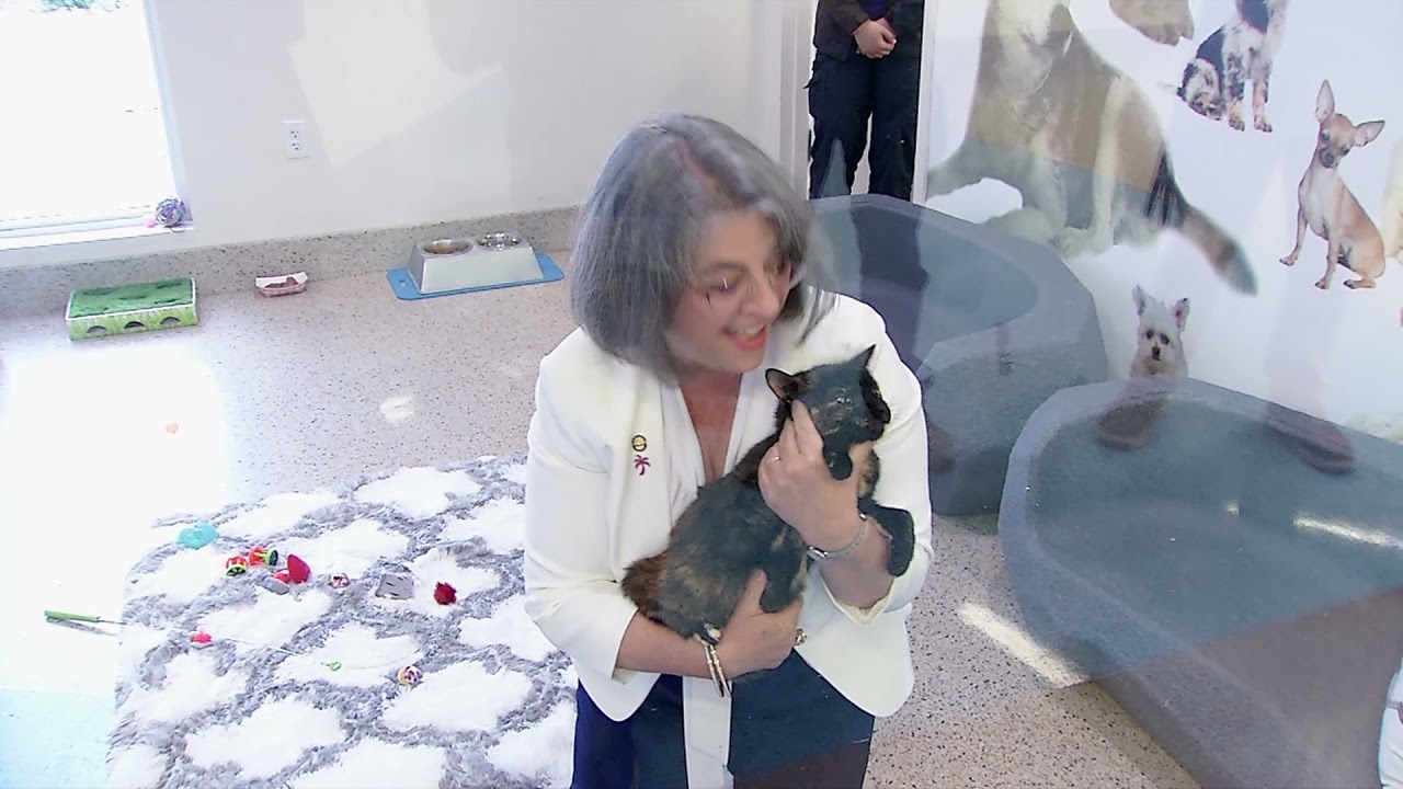 Miami-Dade Minute - Adopt a Shelter Cat Month