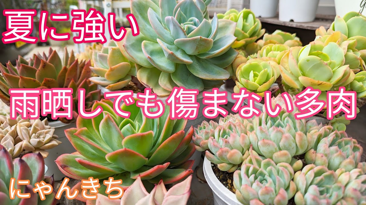 【多肉植物】夏に強い！雨晒しでも傷まない多肉