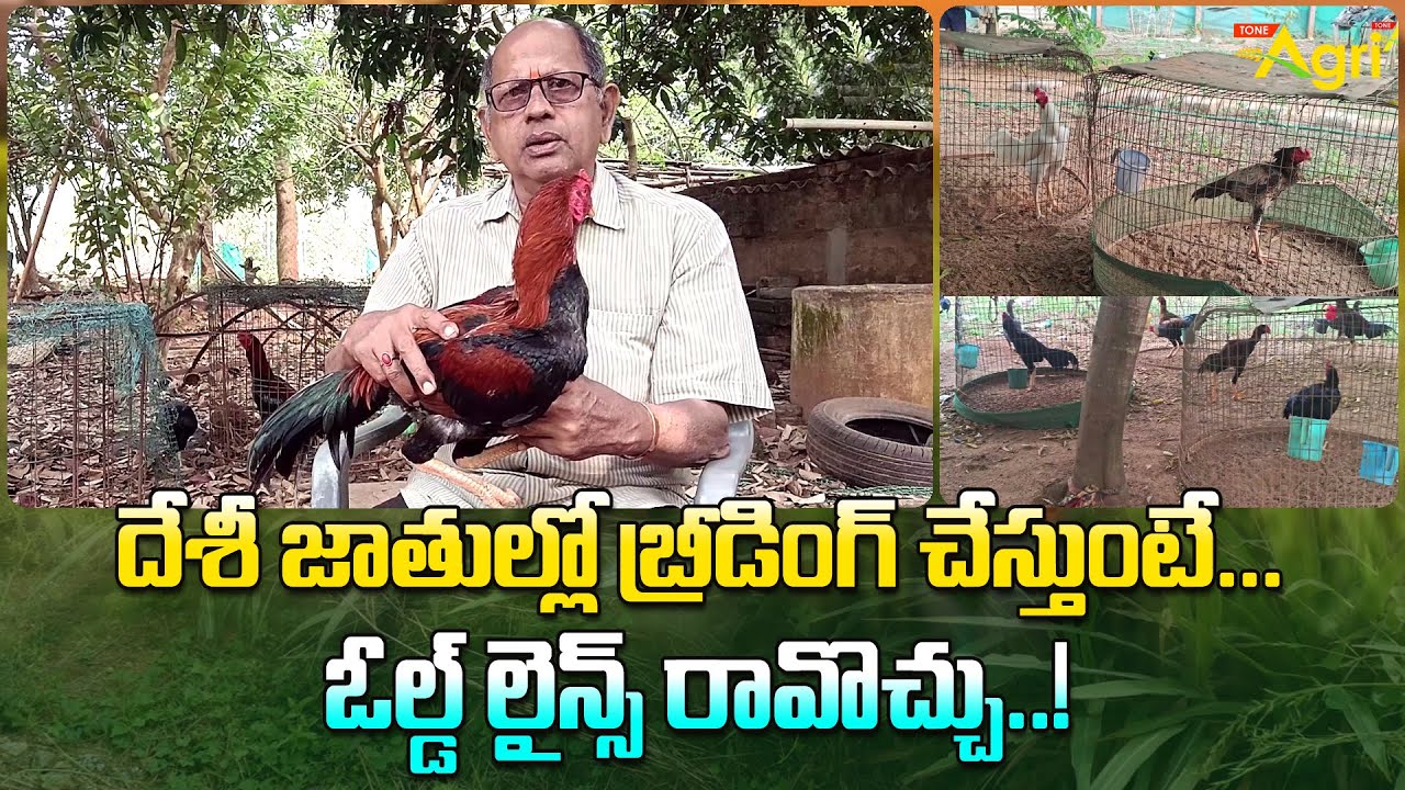 Pandem Kollu Breeding | దేశీ జాతుల్లో బ్రీడింగ్ చేస్తుంటే... ఓల్డ్ లైన్స్ రావొచ్చు..! Tone Agri