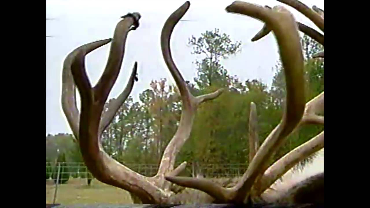 1996, November, Reindeer at Hollow Creek