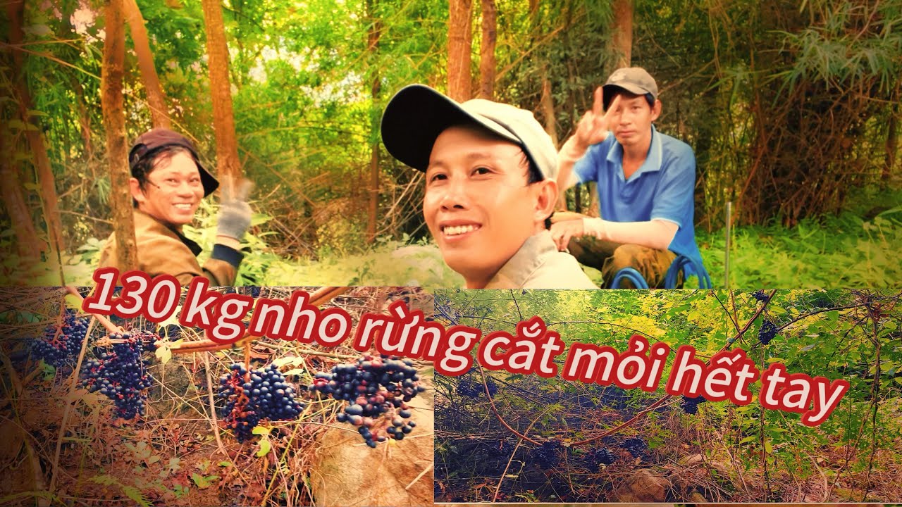 Trúng luồng nho rừng cắt đã tay 130 kg nho.