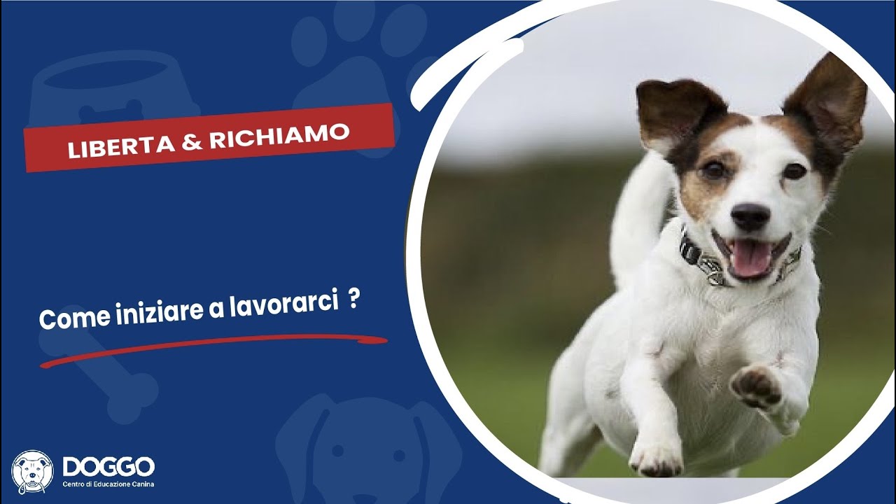 🔵🔴METODO DOGGO🔴🔵LIBERTA & RICHIAMO 🔴🔵