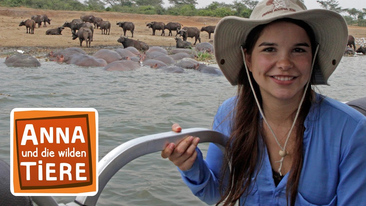 Ein Fluss voller Flusspferde | Reportage für Kinder | Anna und die wilden Tiere
