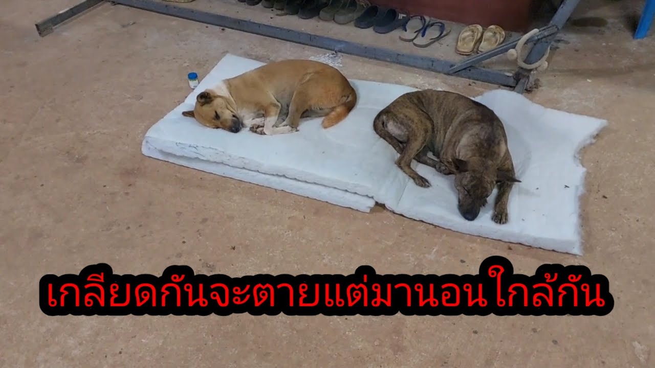มาดู2ตัวนี้ เกลียดกันจะตายแต่มานอนด้วยกันสะงั้น#จิตอาสา 
