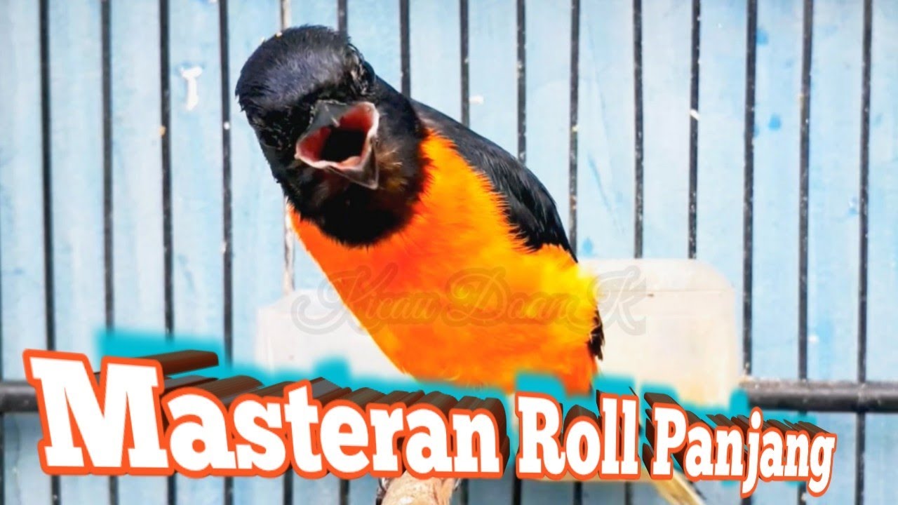 Masteran Roll Panjang Burung Mantenan Gacor