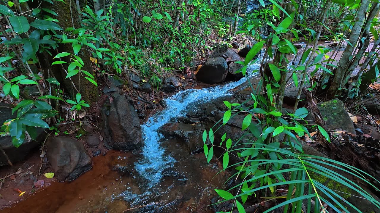 Forest Stream and Bird Sounds for Sleep, Focus, and Relaxation Ambiance