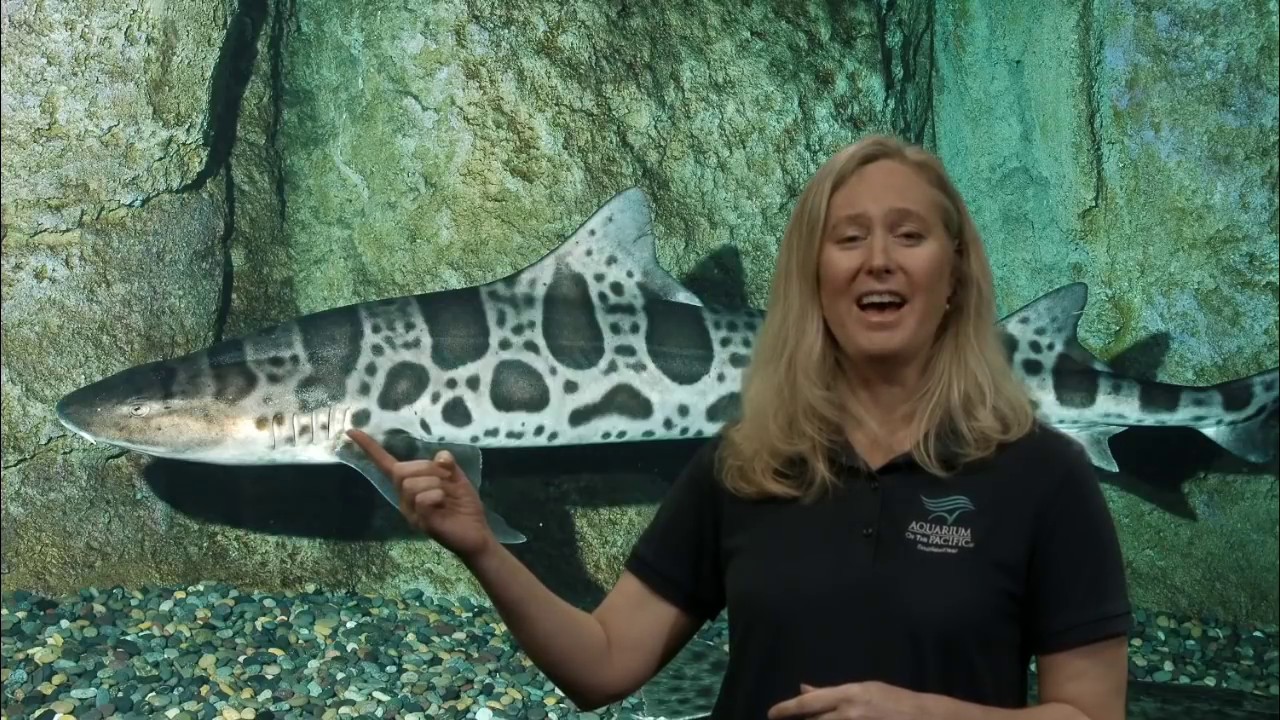 Aquarium Exploration: Habitats (Gr 3-5)