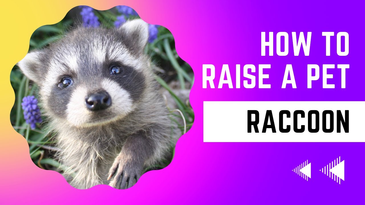 How to Raise a Pet Raccoon