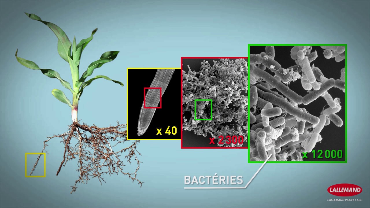 Des milliards d’ouvriers microscopiques travaillent pour les agriculteurs