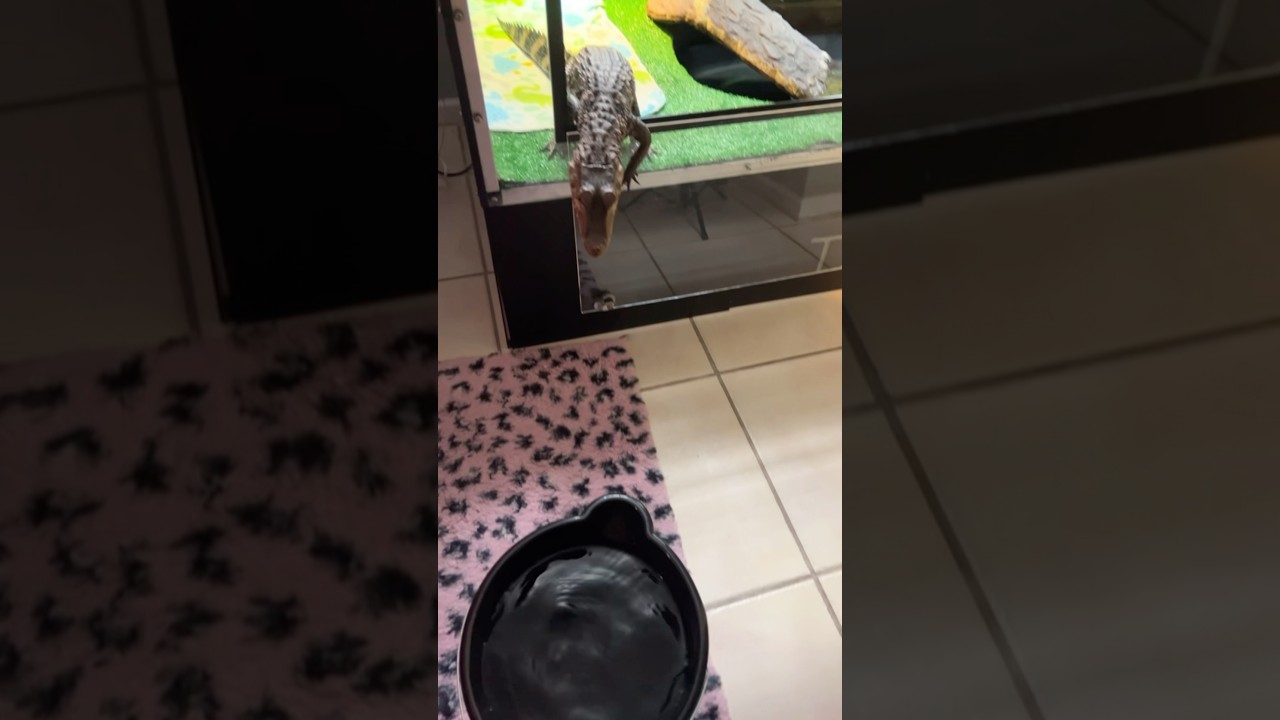 Он растерялся