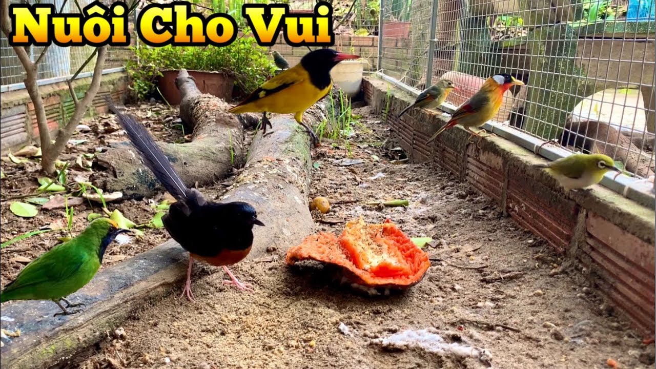 Chuồng Chim AVI Nhà Quê | Thả Các Loại Chim Bình Dân | Chi Phí Và Kích Thước AVI | Chiểu Trần Vlog