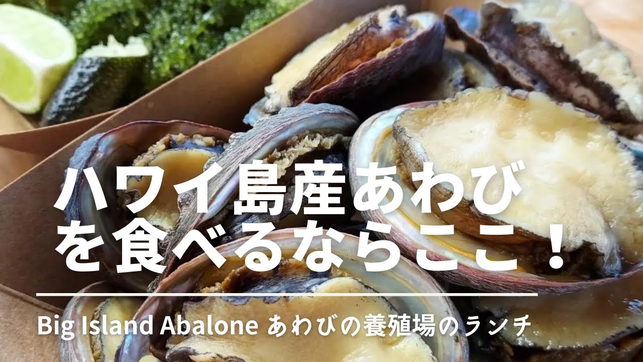 【ハワイ島あわび】Big Island Abalone あわびの養殖場でランチ