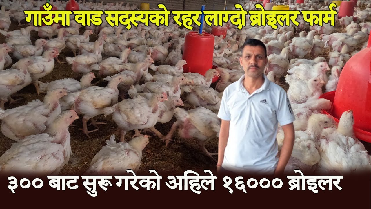 ३०० बाट सुरू गरेको अहिले १६००० ब्रोइलर || गाउँमा वाड सदस्यको रहर लाग्दो फार्म Broiler Farm In Nepal