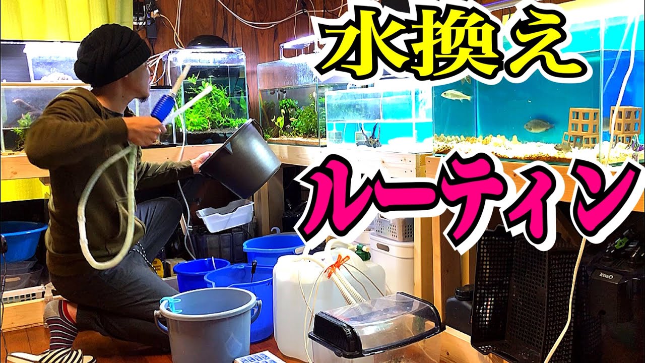 魚100匹以上を飼育する我が家の水換えルーティン！