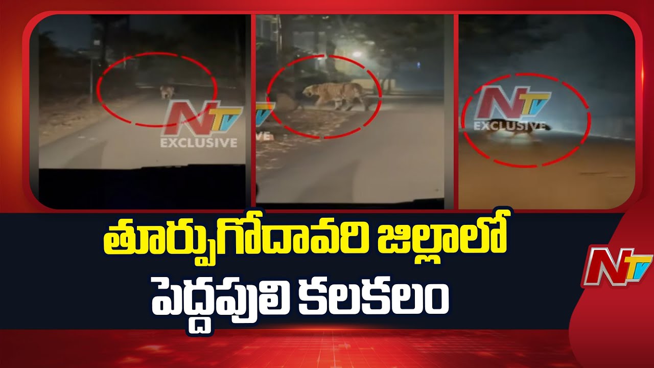 Tiger Spotted in East Godavari, Locals Panic | NTV Telugu