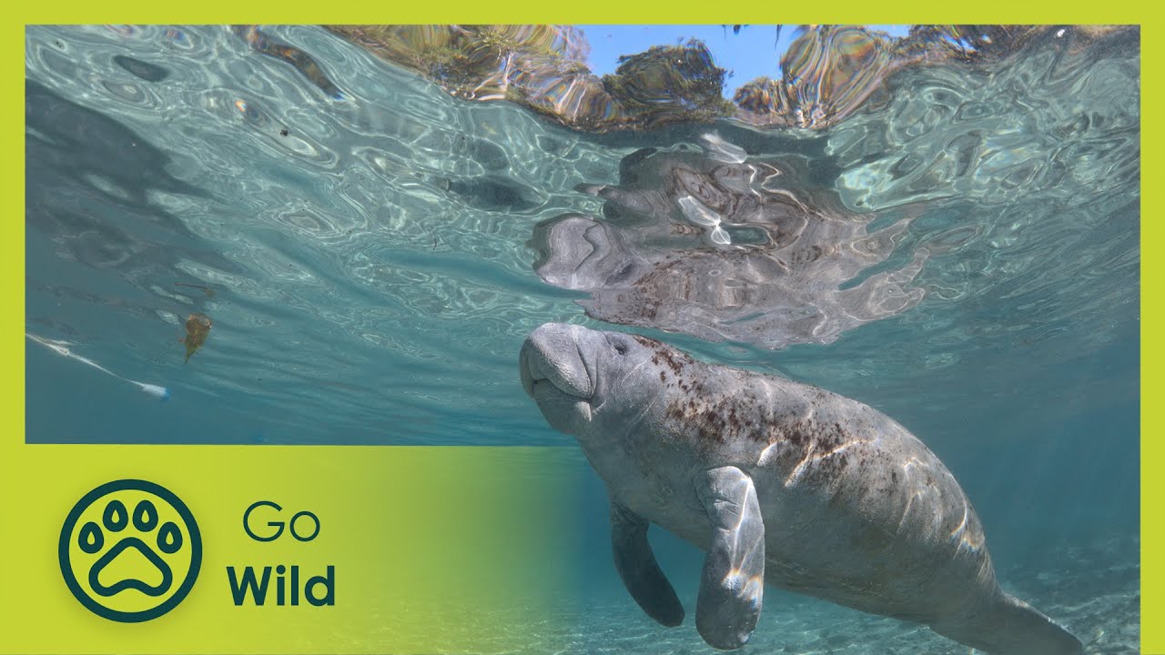 Hamilton&rsquo;s Journey &ndash; Manatees in a New Light | Go Wild