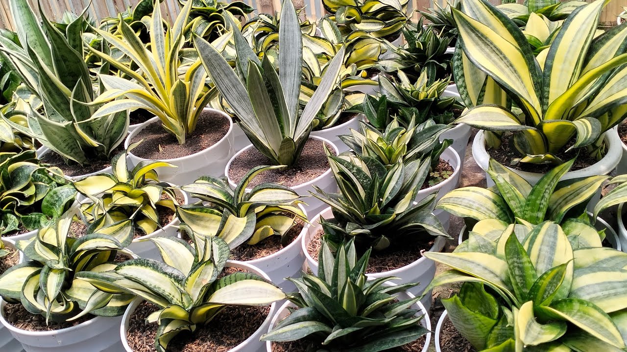 jenis jenis sansevieria dan harganya..!!