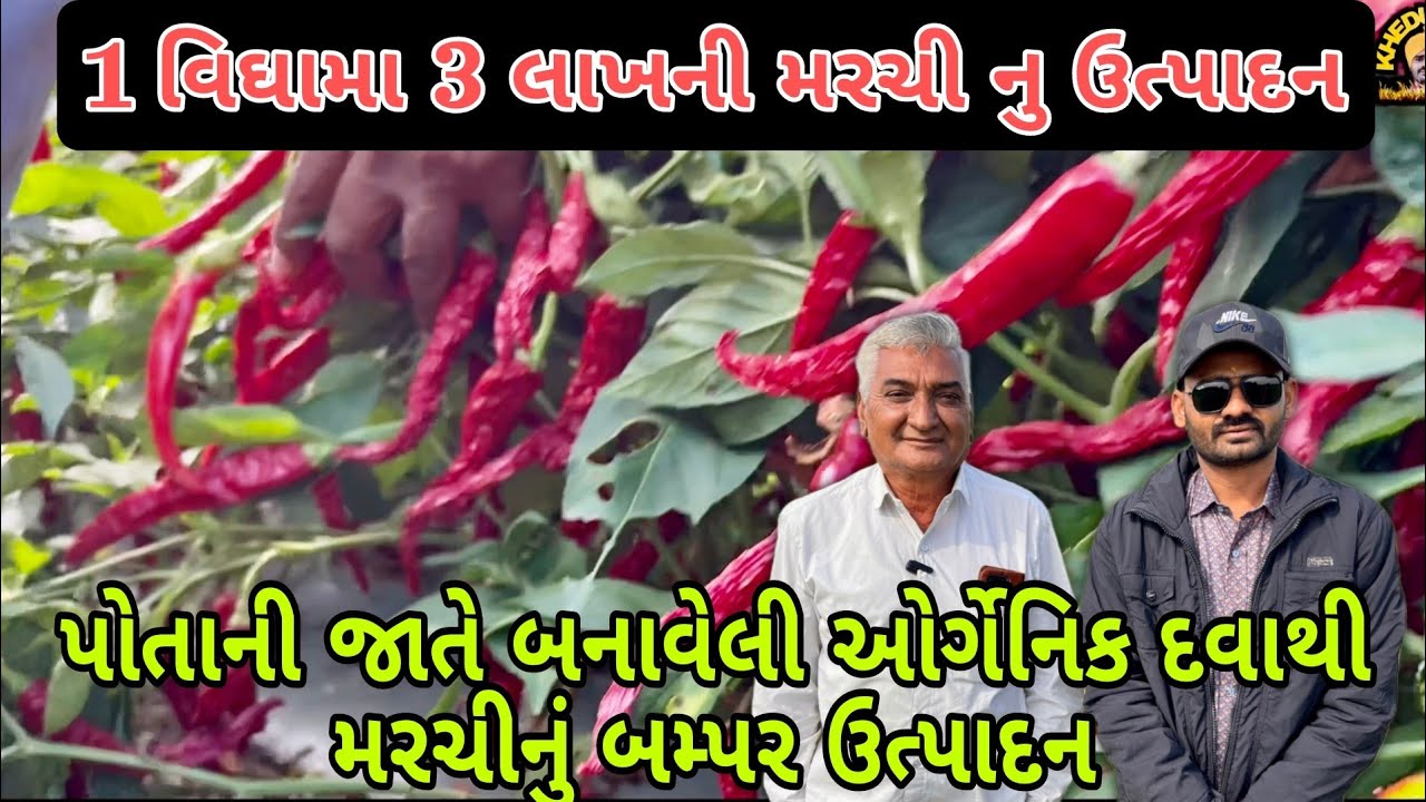 મરચી નુ ઉત્પાદન કરવાની રીત | મરચી ની માહિતિ | marchi ka khet (@khedutmitra6210 )