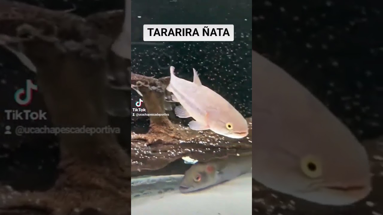 TARARIRA &Ntilde;ATA #pescar #hoplias #hopliaspesca #hopliasmalabaricus #tararira #tarucha #traira