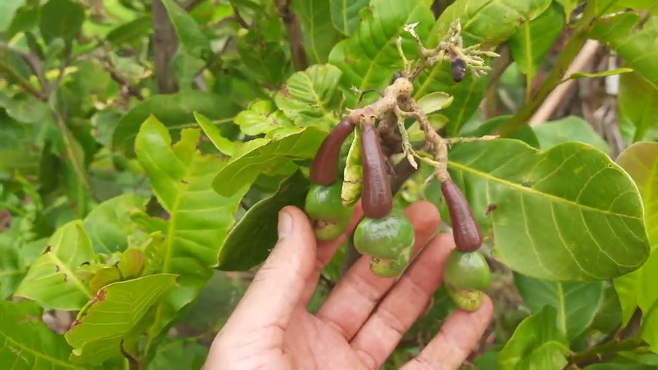 Cajueiro produzindo em clima mais frio