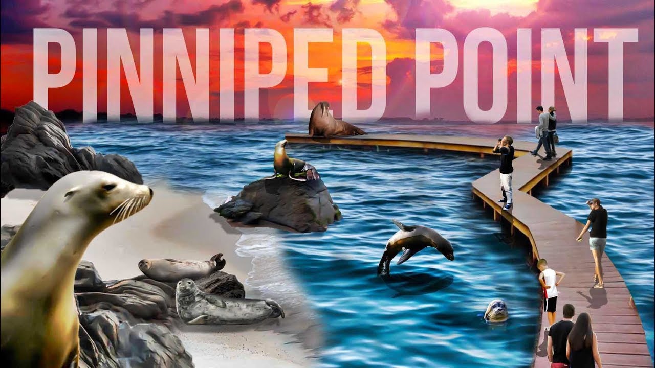 Zoo Tours Ep. 42: Tour of the Pinniped Point (Seals & Sea Lions) | Brookfield Zoo