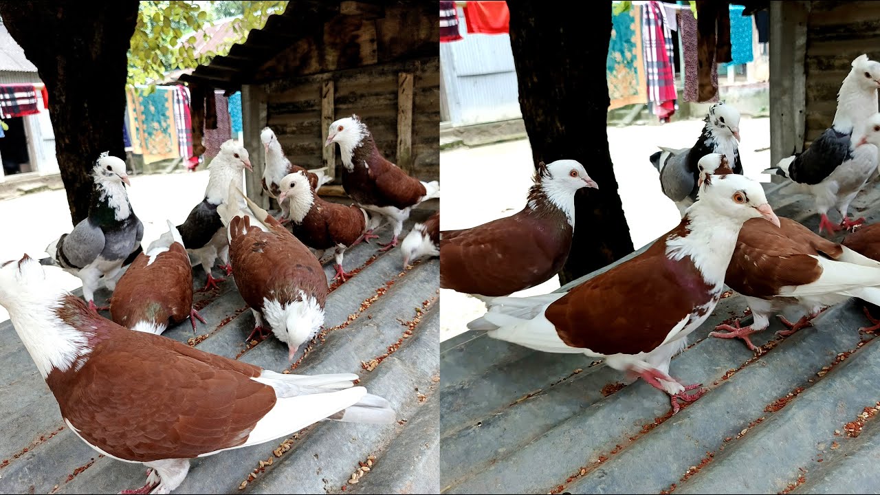 কালারিং রাজ গোল্লা কবুতর খামার। লাল সাদা গোল্লা কবুতর। raj golla kobutor. দেশি কবুতর পালন পদ্ধতি