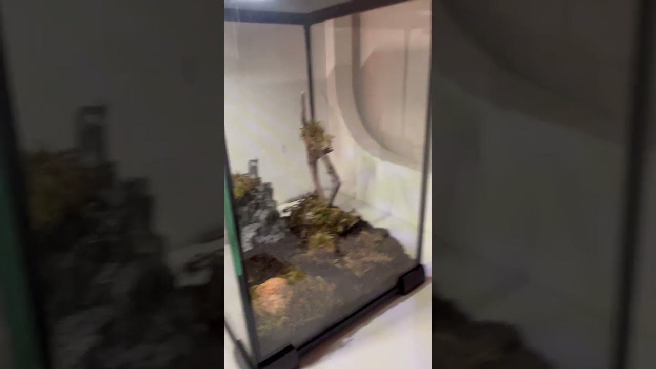 Nieuw verblijf voor Queen jumpi.