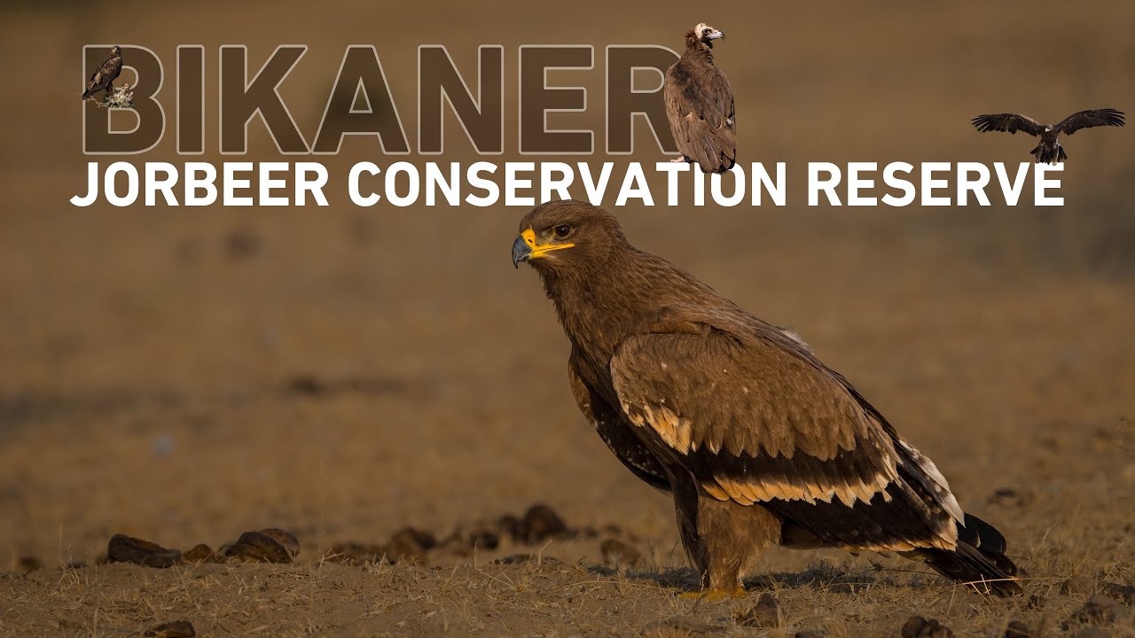 Jorbeer Conservation Reserve, Bikaner - A Paradise for Raptors & Wildlife