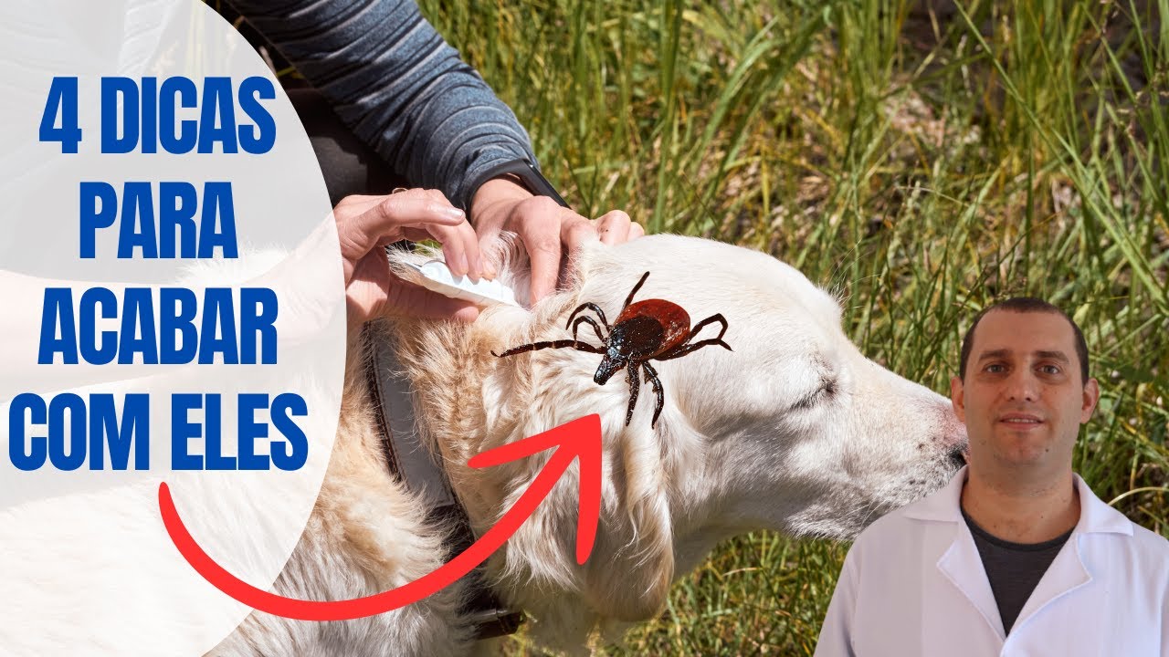 4 dicas para acabar com carrapatos em cães