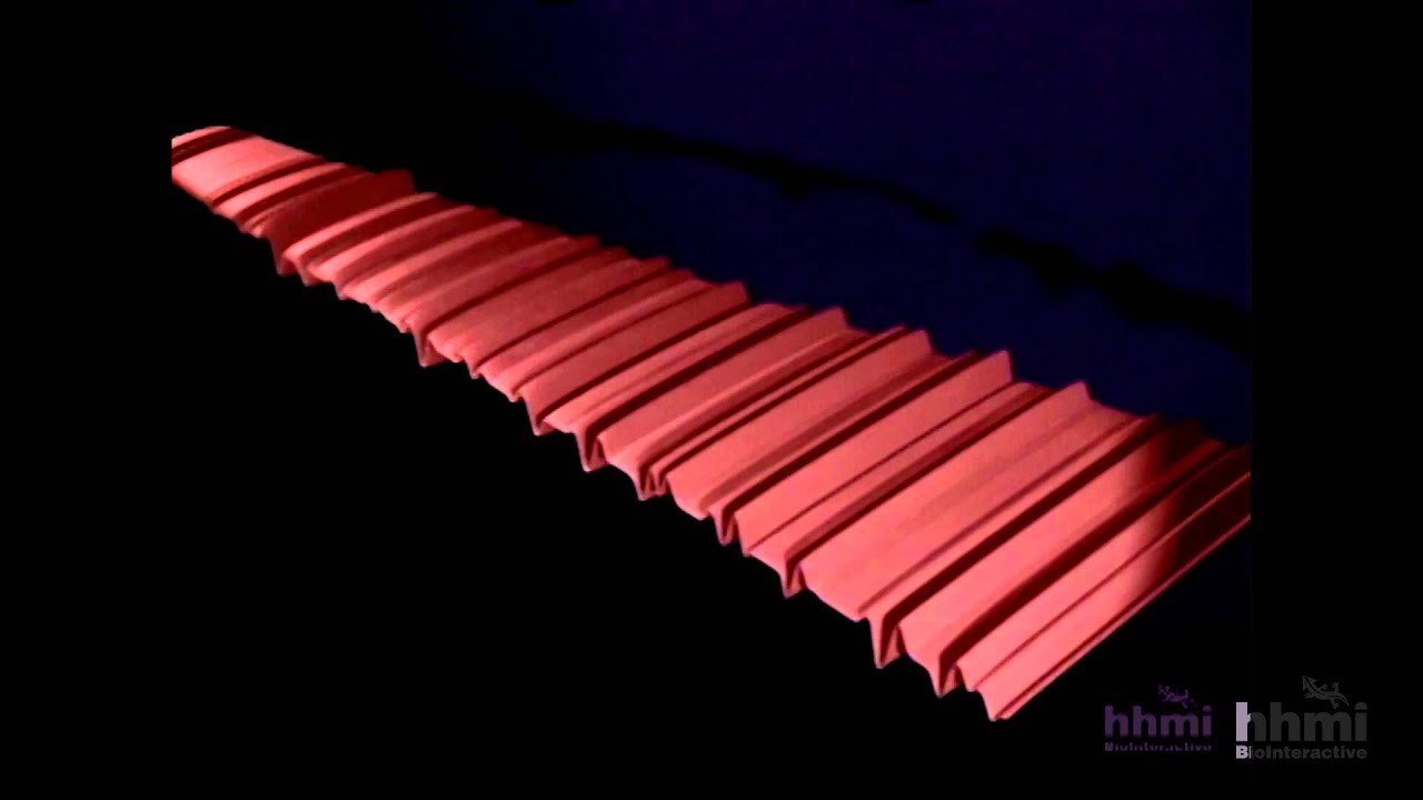 La Cóclea | HHMI BioInteractive Video