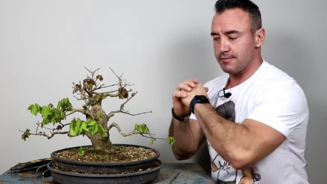 BONSAI MAIS FEIO QUE JÁ FIZ / DIVIDINDO BONSAI EM 2 PARTE 4