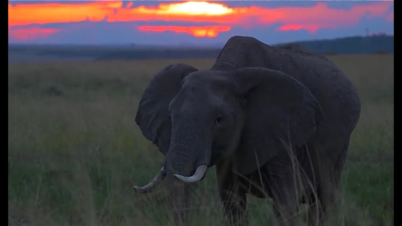 Kichwa Tembo in the Masai Mara Kenya