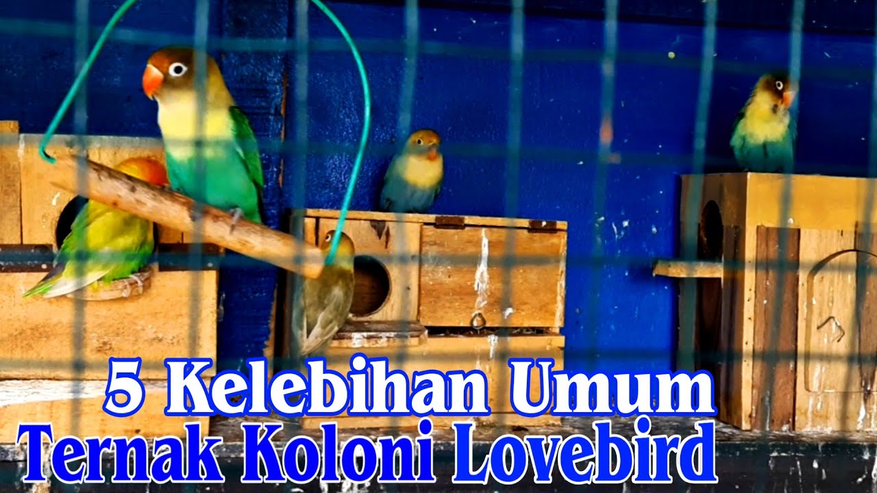 Kelebihan Ternak Lovebird Koloni