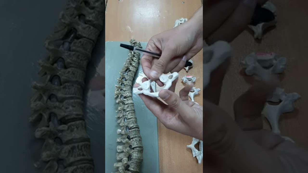 Тұлға қаңқасы  Омыртқа бағанасы