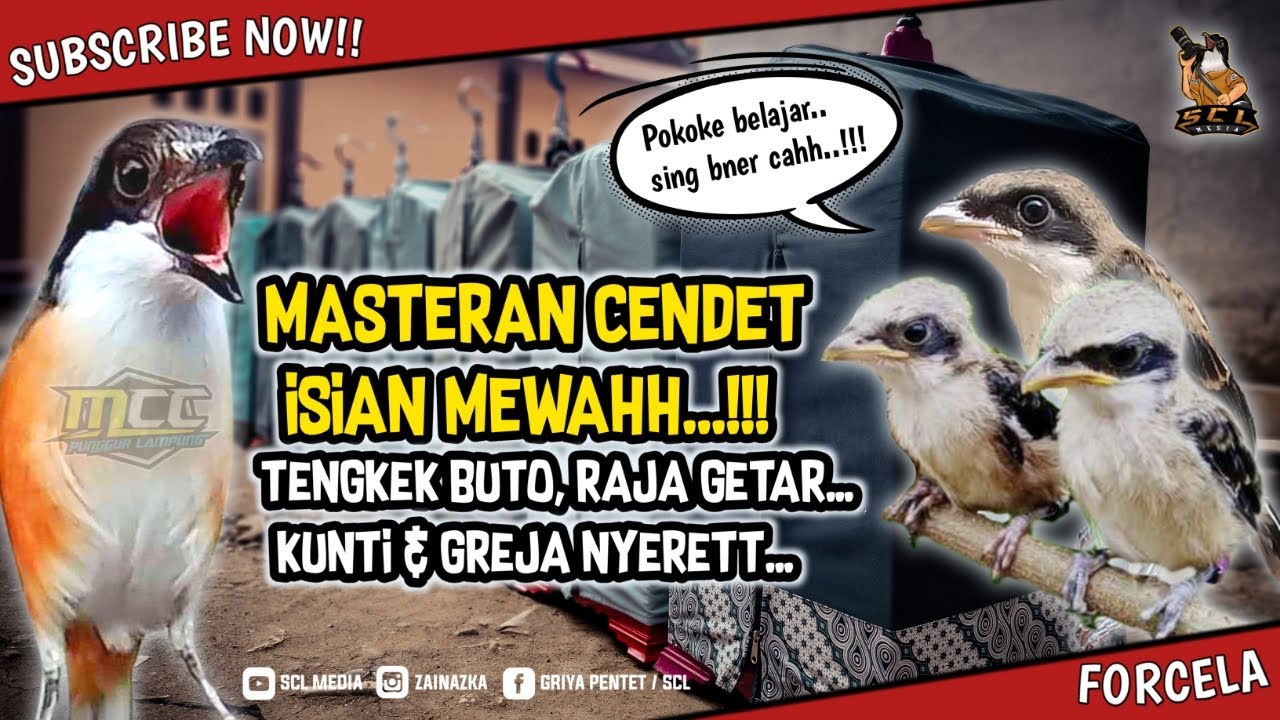 MASTERAN CENDET isian Tengkek Buto, Kunti, Raja Getar & Greja nyerett Panjang